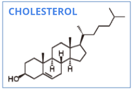 The Steroid Hormone Cascade (784)