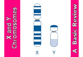 X and Y Chromosome: A Basic Review (792)
