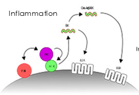 Contact Pathway of Coagulation and Inflammation (800)