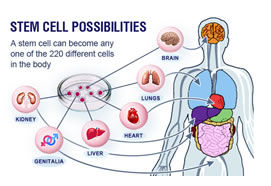 Stem Cell Basics (805)