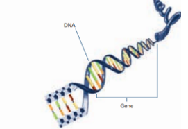 RNA & DNA: A Basic Review (859)